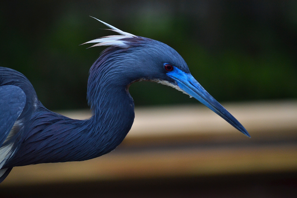 The Rain Heron by Robbie Arnott