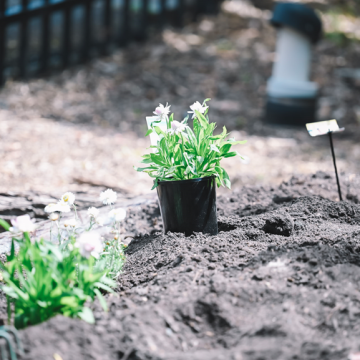 plants